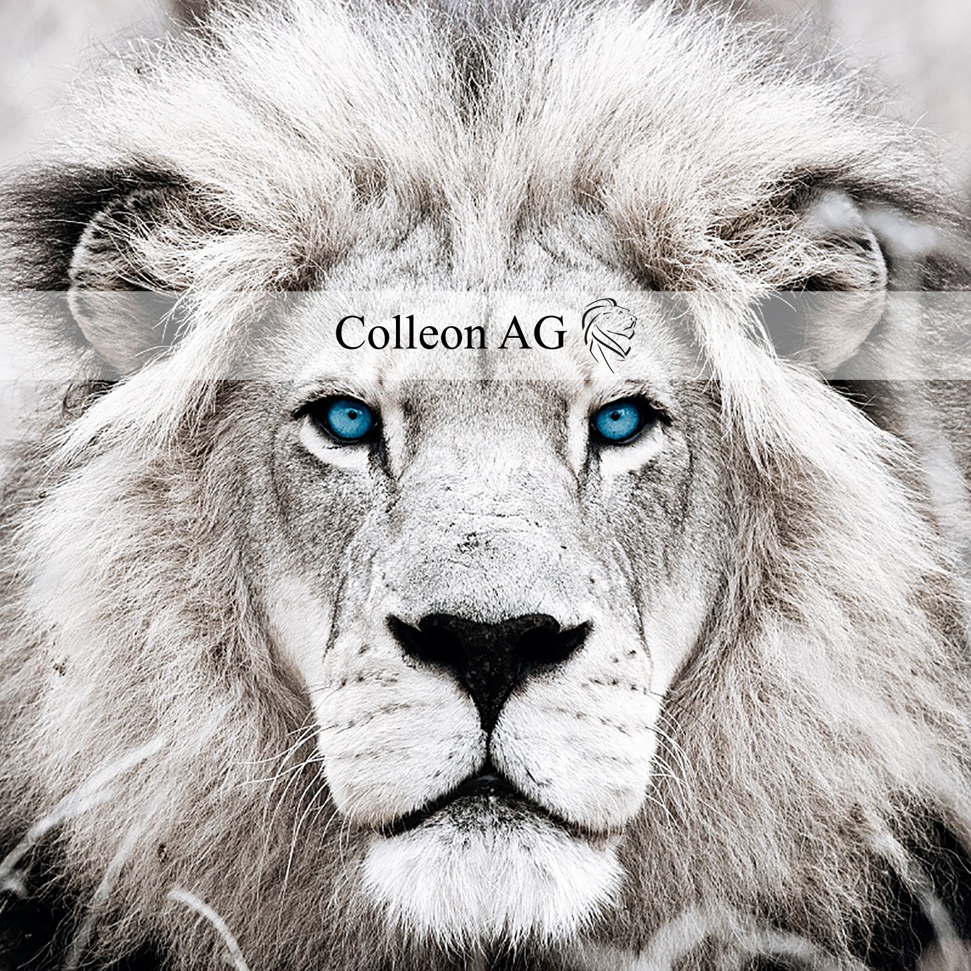 Corazon-Communication-Business- Erfolgstorie - Colleon - Dialog Control